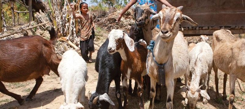 कर्णालीमा खसी बोकाबाट तीन अर्ब २४ करोड बराबरको आम्दानी