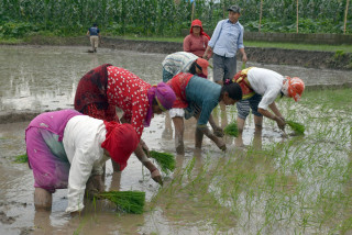 आज असार १५ : २१ औँ राष्ट्रिय धान दिवस मनाइँदै