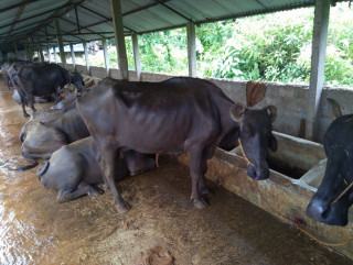 चारवटा भैँसी भए पशुघर निर्माणमा अनुदान पाइने