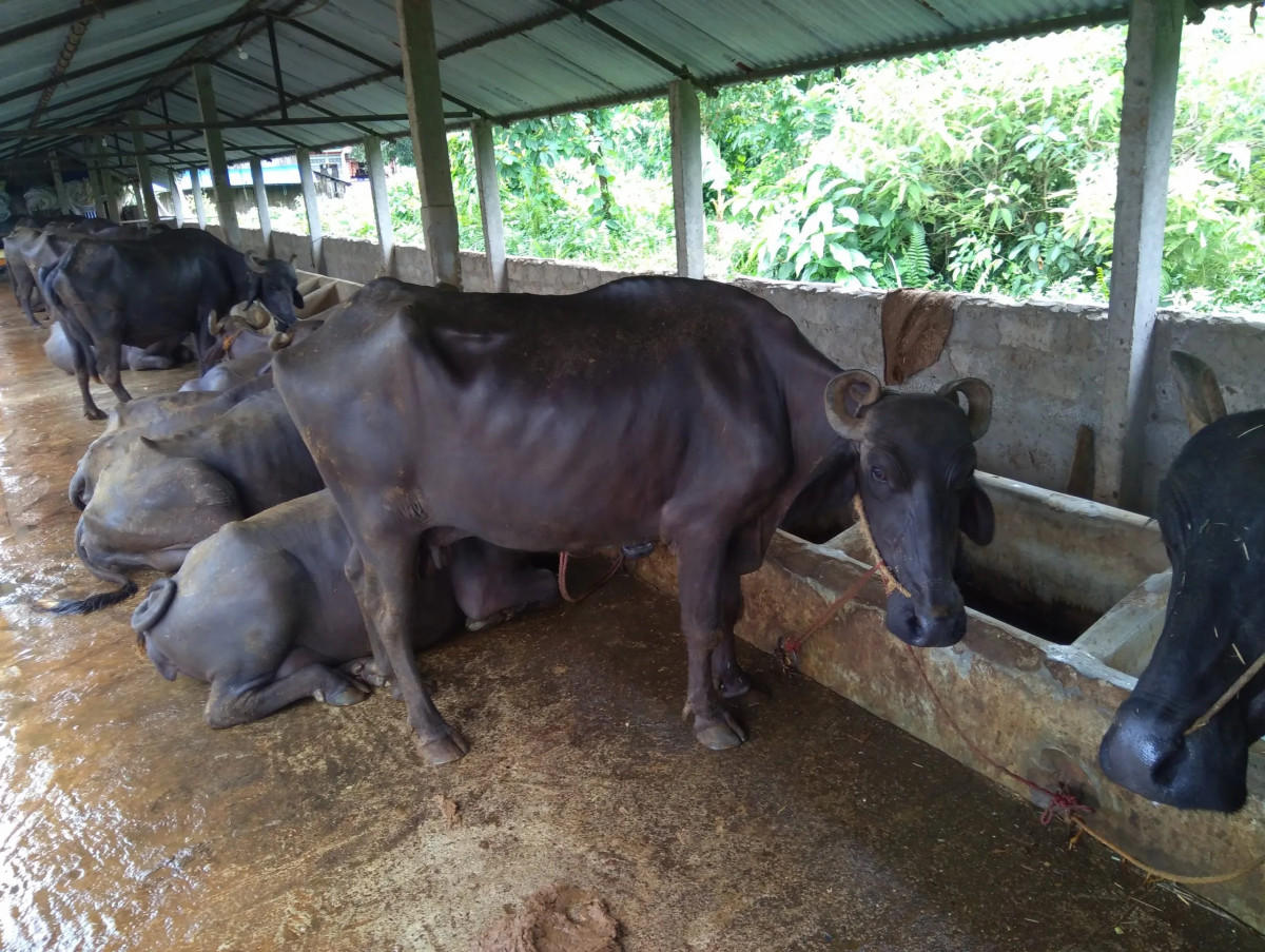 चारवटा भैँसी भए पशुघर निर्माणमा अनुदान पाइने