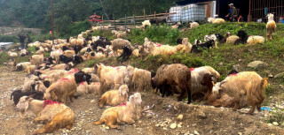 दसैँका लागि साइपाल हिमालतिरका भेडाच्याङ्ग्रा पोखरा भित्रियो  