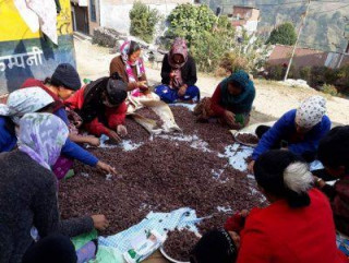 अलैँची बिक्रीबाट २४ करोड आम्दानी