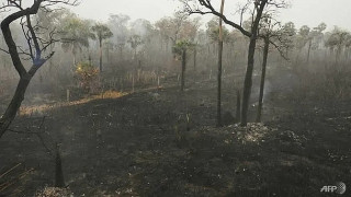 कोलम्बियामा डडेलोका कारण १७ हजार हेक्टरभन्दा बढी जङ्गली क्षेत्रमा क्षति