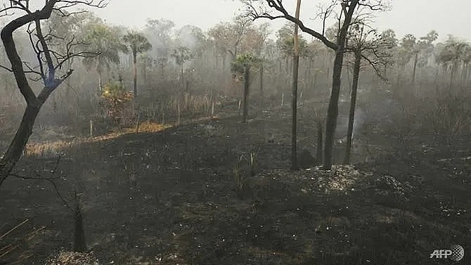 कोलम्बियामा डडेलोका कारण १७ हजार हेक्टरभन्दा बढी जङ्गली क्षेत्रमा क्षति