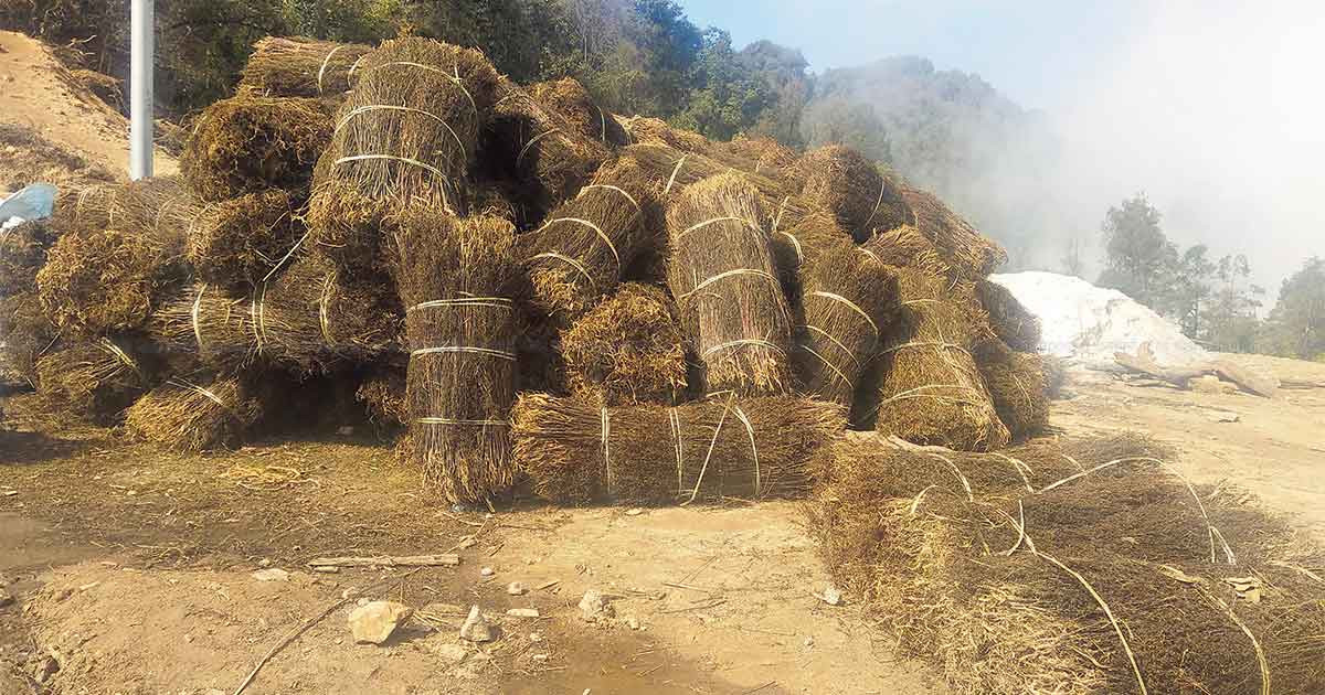 चिराइतो मुल्य बढ्दो, उत्पादन घढ्दो