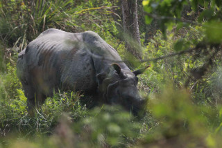 आजदेखि छवटा गैँडालाई आन्तरिक स्थानान्तरण