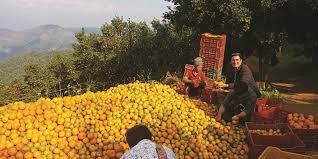 सुन्तला राष्ट्रिय फल घोषित