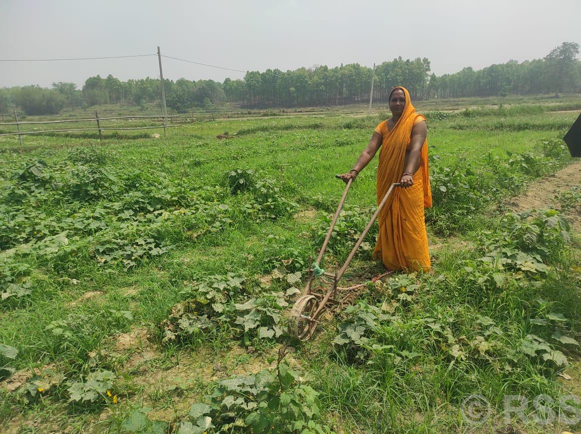 तरकारी खेतीबाट मनग्य आम्दानी