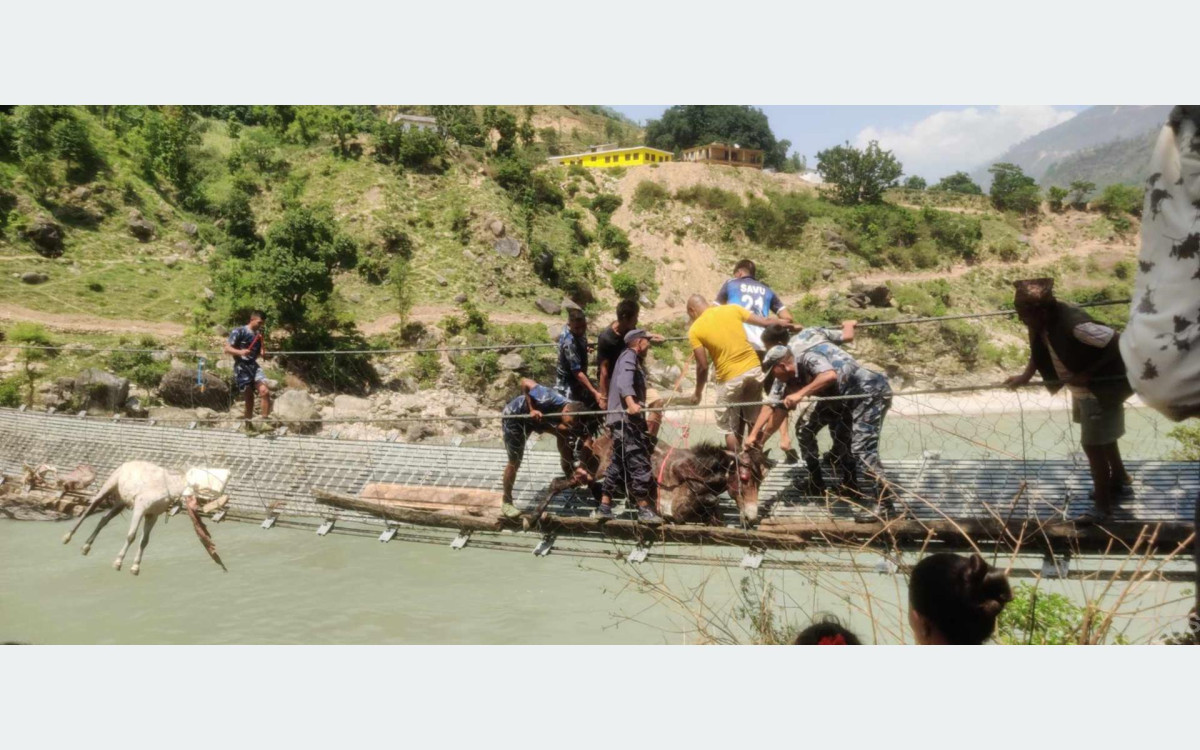 कर्णालीको झोलुङ्गे पुलमा अड्किएका खच्चडको उद्धार