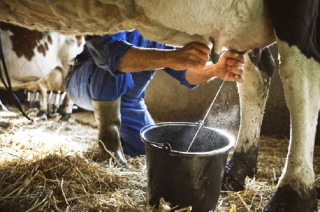दूध होइन घाँस पनि बेचेर प्रशस्त आर्जन गर्छन् बागलुङका किसान