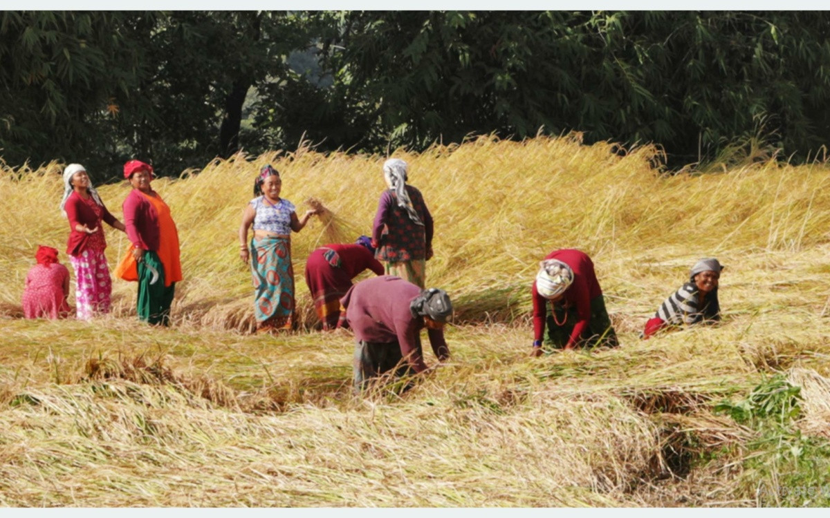 किसान सूचीकरण कार्यक्रममा १८ लाख किसान सूचीकृत