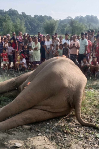 खोला किनारमा मत्ता हात्ती मृत भेटियो