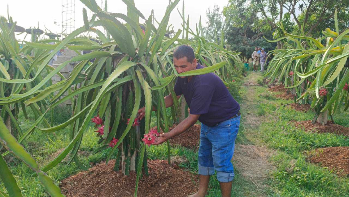 ‘ड्रागन’खेतीबाट प्रशस्त आम्दानी गर्दै  ढकाल