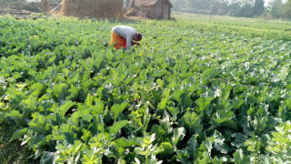 पाँचखालका चार हजारबढी कृषक आईपीएम प्रविधिबाट खेती गर्दै