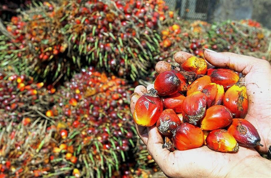 ठुलो परिमाणमा आयात भएर आउने कच्चा पाम आयल कहाँ जान्छ ?  करोडौं लिटर आयातमा लाख लिटरको निर्यात