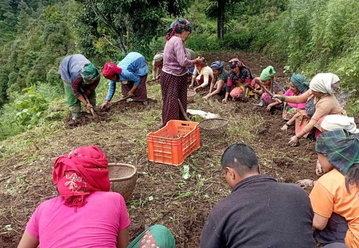 बागलुङमा आलुखेती विस्तार :  गत वर्ष  अर्ब बढीको उत्पादन