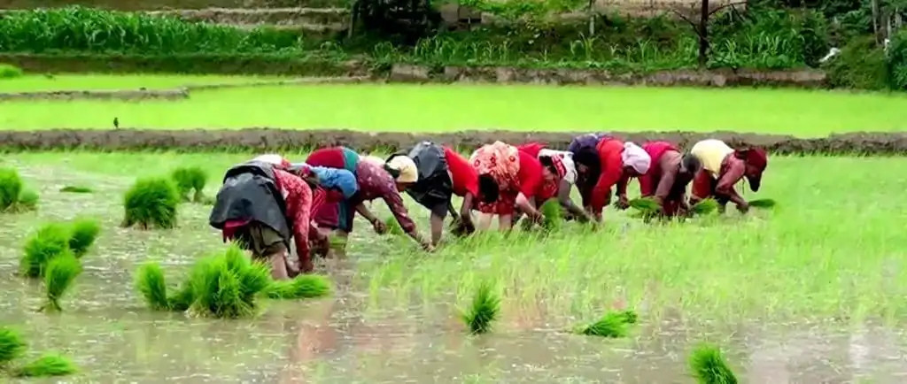 बर्खा लागेयता कुल रोपाइँ क्षेत्रको ९६ प्रतिशत बढीमा रोपाइँ पूरा, धानको उत्पादन बढ्ने अनुमान