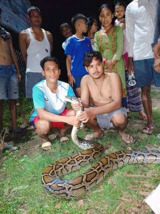 उखुबारीबाट ब्रुमाइज पाइथान (अजिङ्गर)को उद्धार