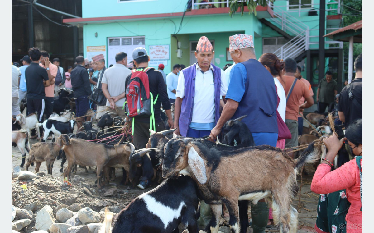 चाडपर्व नजिकिएसँगै कृषिउपज बजारमा चहलपहल बढ्यो