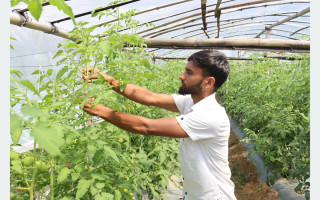 सागसब्जीखेतीबाटै दैनिक १० हजार कमाई