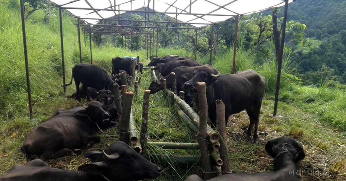 सरकारले प्रशोधित भैँसीको मासु चीन निर्यात गर्ने