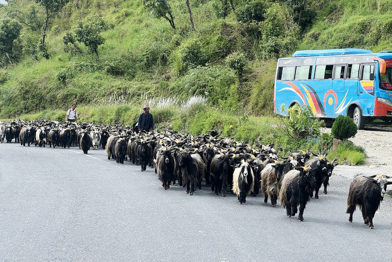 च्याङ्ग्रा व्यापारीको यात्राः रारादेखि फेवा तालसम्म