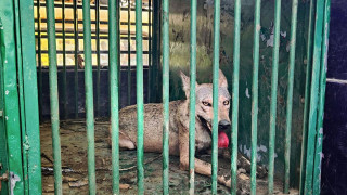 भारतीय गाउँलेहरूले नरभक्षी बथानको अन्तिम ब्वाँसोलाई मारे