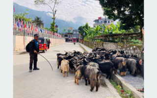 भाउ सस्तिएपछि च्याङ्ग्राको व्यापार बढ्यो