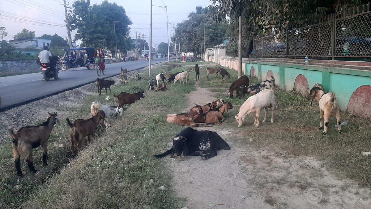 खसीबोका बिक्री नभएको किसानको गुनासो