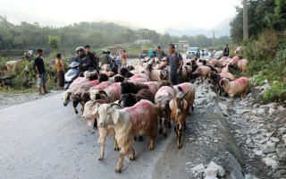 जुम्लामा दसैँको समयमा मात्रै १६ करोड बढीका भेडा तथा खसीबोकाको कारोबार