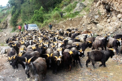 सरकारले यो दशैँमा प्रति चिनियाँ बाख्राबाट औसत १०१५ रुपैयाँ भन्सार राजस्व पायो ,गत आवको तुलनामा करिब २० रुपैया घटी