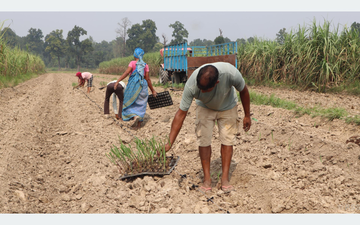 खेतीमा प्रविधिको प्रयोगले बढायो आम्दानी