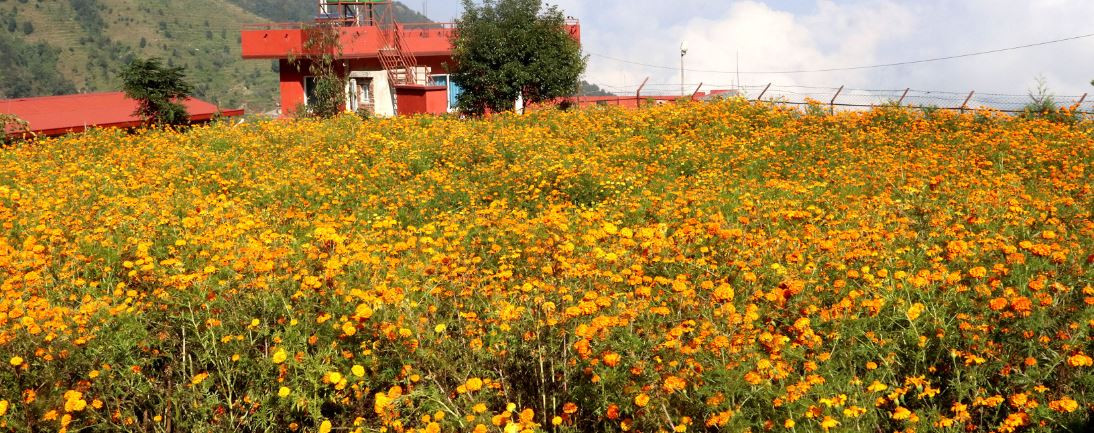 स्वदेशी  फूल प्रयोग गर्न आग्रह