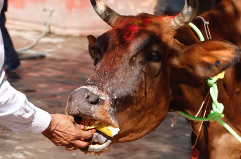 कात्तिक शुक्ल प्रतिपदा  :गोरु, गोवर्द्धन र हली पूजा