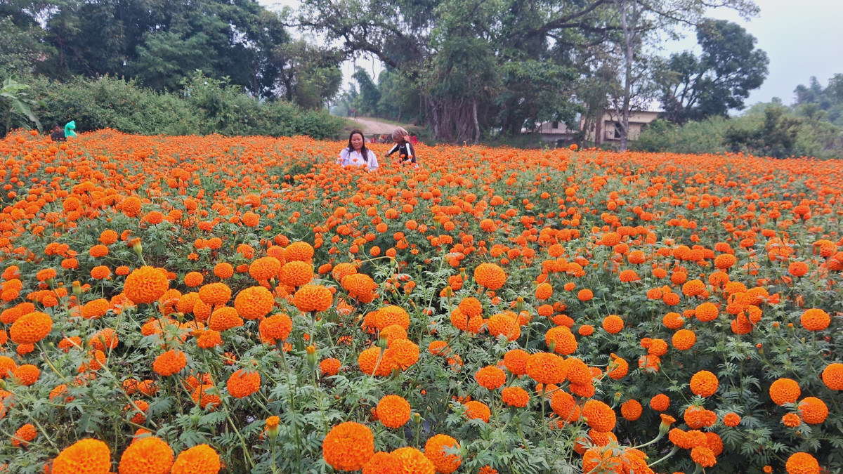 तिहारमा फूलमाला बिक्रीबाट पाँच लाख बचत