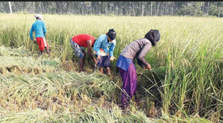 चितवनमा धान उत्पादन घट्यो