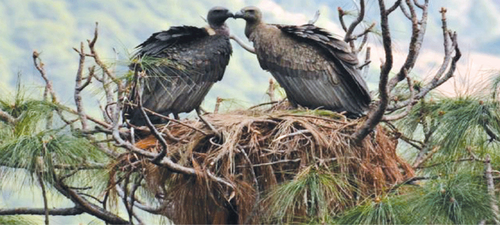 कैलाली र कञ्चनपुरमा गिद्धको गुँड अनुगमन