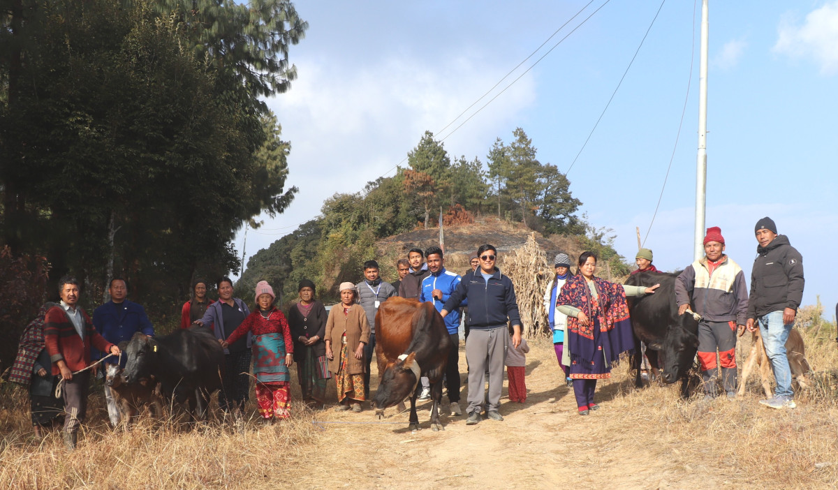 पौवादुङमाद्वारा किसानलाई उन्नत जातको गाई वितरण